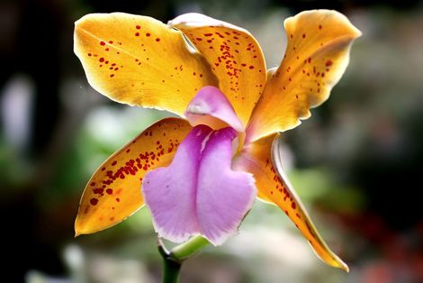 03_orchidej