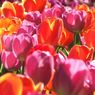 14_tulipany