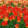 07_cervene tulipany