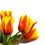 15_tulipany zihane