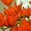 05_oranzove tulipany